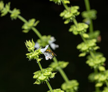 Metallic Green Bee On A Flower