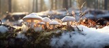 Fototapeta  - Norwegian forest amidst the healthy trees with bark of remarkable toughness rare tree mushrooms bloom after the snow melt their medicinal properties sought after for their expensive price t