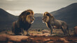 Two lion confrontation