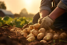 Farmer Hands Harvesting  Potatoes At Potato Field Bokeh Style Background