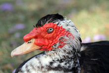 Close Up Portrait Of A Black And White Muscovy Duck Bird