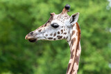 Fototapeta  - głowa żyrafy na rozmytym zielonym tle