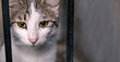 Animal shelter. Portrait of a cat sitting in a cage in a shelter waiting for a new owner. Stray animals concept