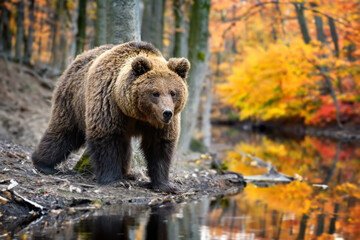 Sticker - Brown bear on branch in autumn forest. Animal in nature habitat. Wildlife scene