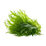 Fototapeta  - seaweed isolated on transparent background,transparency 