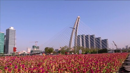 Wall Mural - Blooming lavender field in front of the Thu Thiem 2 bridge (Ba Son bridge) with development buildings in Ho Chi Minh city, Vietnam.