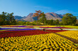 © amanaimages - Kuju Flower Park in spring , Japan,Oita Prefecture,Taketa, Oita April 2013