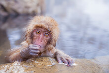 Japanese Macaques Enjoying Hot Spring Bath, Nagano Prefecture,Japan February 2013