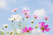 © amanaimages - cosmos , Tachikawa,Japan October 2008