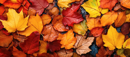 vibrant october foliage - a stunning display of bright and golden maple leaves in the autumn forest.