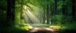 Sunlight in the green forest. Panoramic image of a summer morning