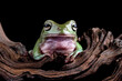 Dumpy frog sitting on wood