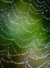 Close Up Macro Image Of Spider Web Covered In Water Droplets.