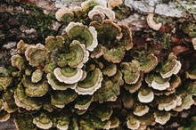Close Up Of Turkey Tail Mushroom Fungus Growing On Log.