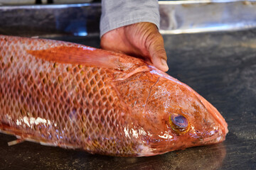 Cropped hand holding  red snapper for sale at fish market