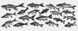 Salmon fish silhouette collection set.Fish vector by hand drawing.Black and white fish vector on white background. vector illustration design