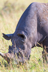 Canvas Print - Hook lipped rhinoceros grazing on the savanna in Africa