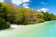 Plenty of mangrove trees and green tropical forest plants with white sand beach with clear blue water. Mangrove Forest on Indian Ocean Beach, Maldives.
