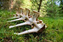 Spine Bone Of Dead Animal In The Forest 