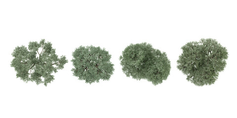 Poster - Olive trees top view on the forest panoramic
