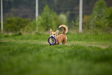 Wall Mural - Adorable Happy Welsh Corgi Pembroke dog playing with puller in the spring park