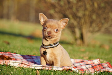 Cute brown Chihuahua Puppy sitting in the park on a green grass. Funny playful chihuahua puppy. Domestic pets