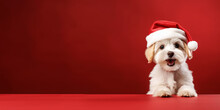 Christmas Cute Dog In Santa Hat On Red Background