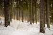 © szczepank - winter forest landscape with snow