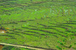 Sapa rice field terraces