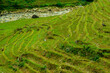 Rice field terraces in Sapa, North Vietnam