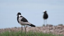 Two Blacksmith Lapwings Standing Amidst A Grassy Expanse - Rack Focus
