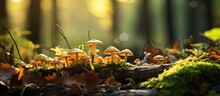 In The Enchanting Forest Amidst The Autumn Hues Of Green Leaves A Variety Of Organic Mushrooms Gracefully Grow On The Forest Floor Blending Perfectly With The Natural Background Of Wood And 
