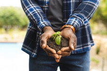 Midsection Of Mature African American Man Holding Soil With Seedling Plant In Cupped Hands