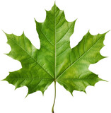 Fototapeta  - green maple leaf