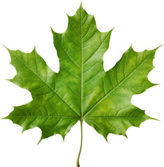 green maple leaf