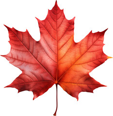 Wall Mural - red maple leaf