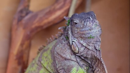 Wall Mural - Green iguana, also known as American iguana. Reptile in a terrarium close-up.