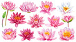 Lotus flowers set, Watercolor pink lotus. Botanical pink flora painting. Watercolor floral paint collection, waterlily 
