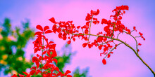 Burning Bush Red Foliage And Curved Branches Against The Pink Sky For Abstract Nature Backgrounds