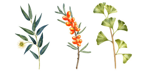watercolor drawing eucalyptus, sea buckthorns and gingko branches with green leaves , flower and berries isolated at white background, hand drawn illustration