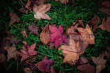 Fototapeta Tulipany - beautiful shapes and textures of autumn plants and leaves