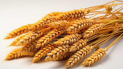 wheat ears with ripe grains of ripe wheat on a black background. close - up