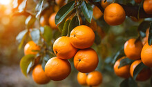 A Cluster Of Recently Ripened Oranges Dangles From A Tree In An Orange Garden