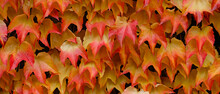 Banner. Autumn Colors Bright Pink, Yellow, Green Leaves Of Maiden Grapes On Wall In Fall. Bright Colors Of Autumn. Parthenocissus Tricuspidata Or Boston Ivy Changing Color In Autumn. Nature Pattern 