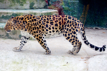 Wall Mural - Amur Leopard.
 The Far Eastern leopard, or Amur leopard is a predatory mammal from the cat family. A unique endangered species. There are no more than 125 individuals left on earth.