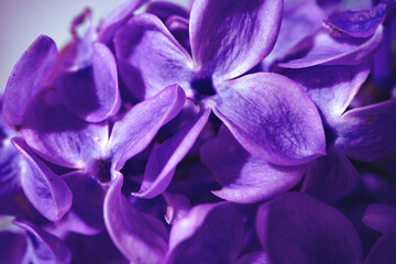 Sticker - Macro image of spring lilac violet flowers