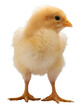 Bright yellow baby chicken chick isolated in a png