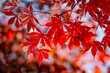 Vibrant leaves on a Japanese maple during autumn, with a shallow depth of field