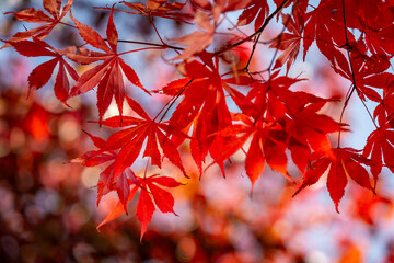 Wall Mural - Vibrant leaves on a Japanese maple during autumn, with a shallow depth of field