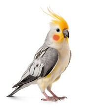 Cockatiel Portrait Isolated On Transparent Background